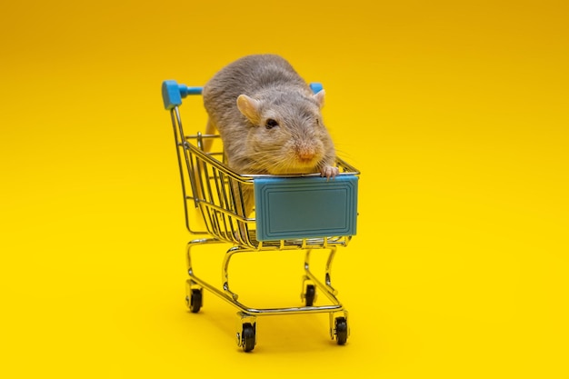 Grijze rat zit in een winkelwagentje op een gele achtergrond