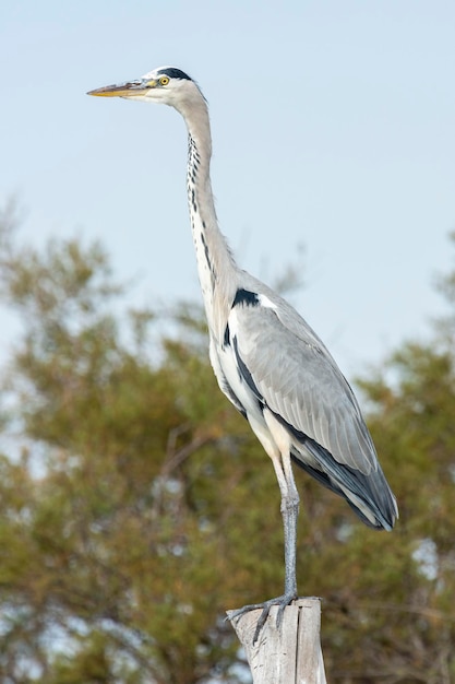 Grijze reiger Ardea cinerea Malaga Spanje