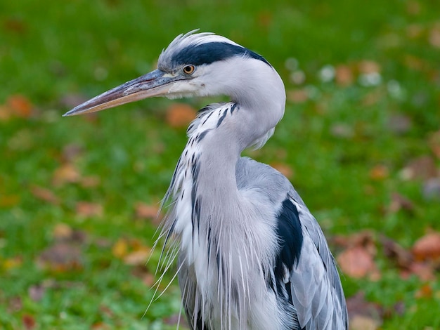 Grijze reiger Ardea cinerea Malaga Spanje