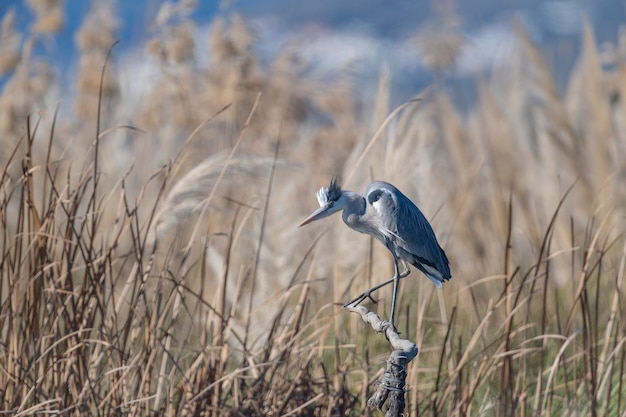 Grijze reiger (Ardea cinerea) Malaga, Spanje