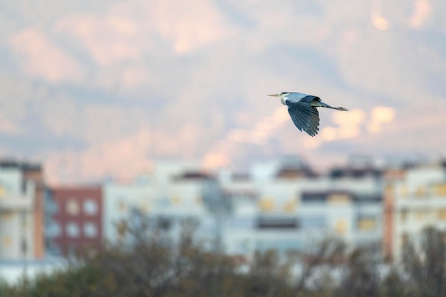 Grijze reiger (Ardea cinerea) Malaga, Spanje