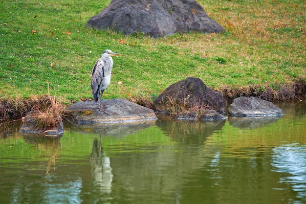 Grijze reiger Ardea cinerea op steen dichtbij water