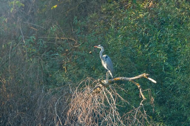 Grijze reiger (ardea herodias) Grijze reiger