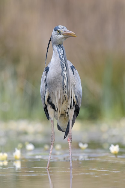 Grijze reiger die in het meer zit