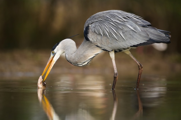 Grijze reiger die vis in moerassen in de lenteaard vangt