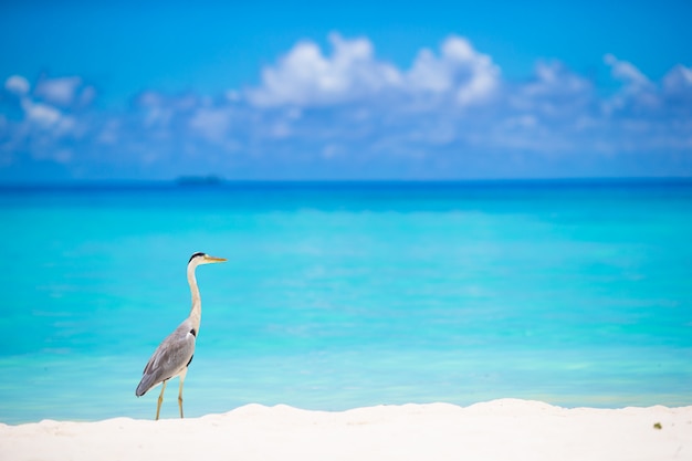 Grijze reiger die zich op wit strand op het eiland van de maldiven bevindt