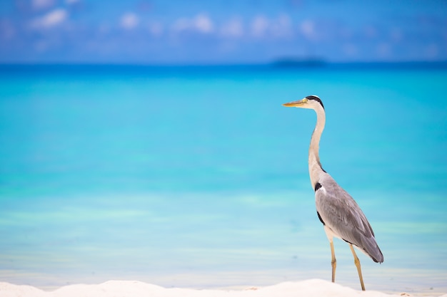 Grijze reiger die zich op wit strand op het eiland van de Maldiven bevindt