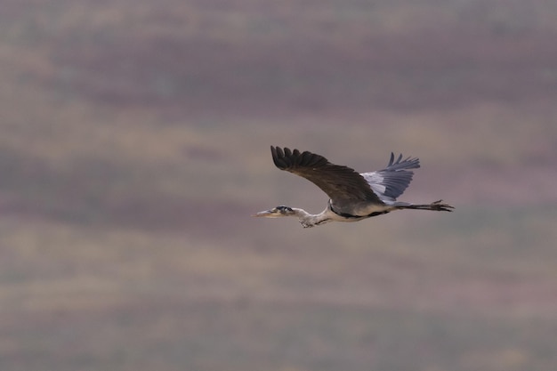 Grijze reiger in het leefgebied Ardea cinereat