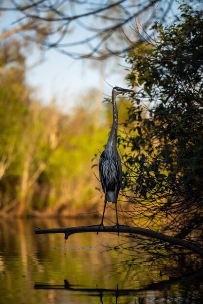 Foto grijze reiger in het meer