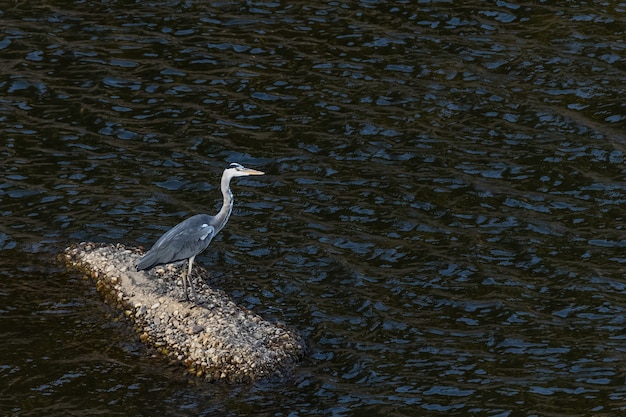 Grijze reiger in zijn natuurlijke omgeving.