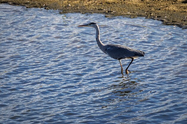 Grijze reiger in zijn natuurlijke omgeving