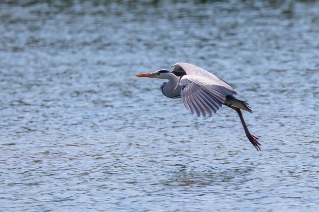 Grijze reiger landing (ardea herodias) Grijze reiger