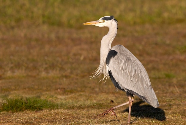 Grijze reiger met het eerste ochtendlicht op een wetlan