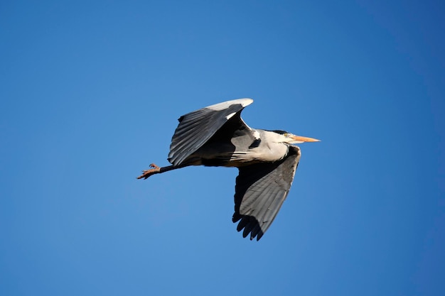 Grijze reiger nesten bouwen en repareren