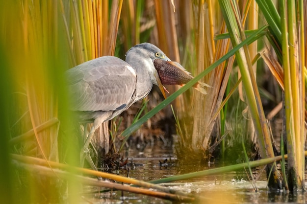 Grijze reiger of ardea cinerea staat in de rivier met zijn vangst