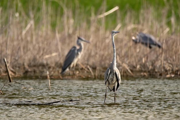 Grijze reiger of ardea cinerea staat in de rivier