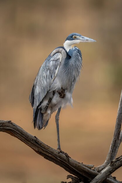 Foto grijze reiger op één been op een tak