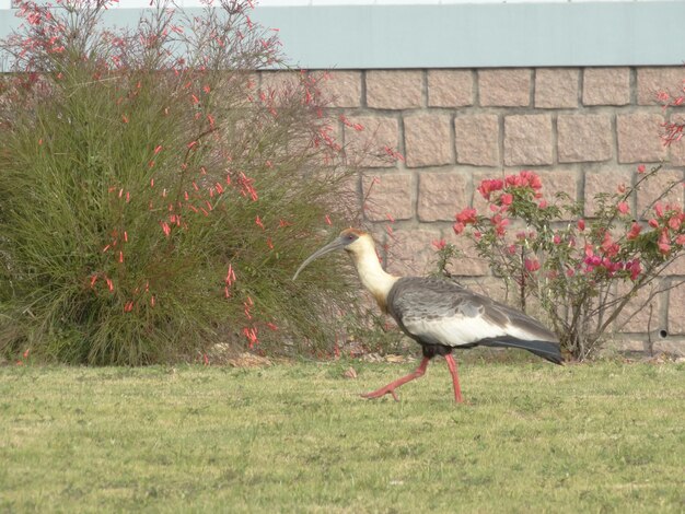 Foto grijze reiger op het gras