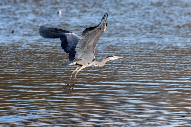 Grijze reiger opstijgen