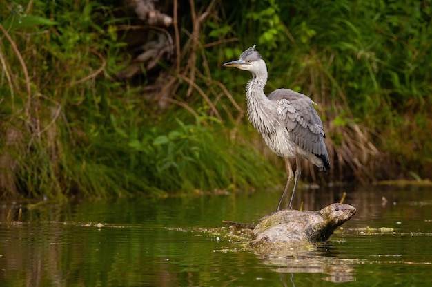 Grijze reiger staande op omgevallen boom in water in de zomer