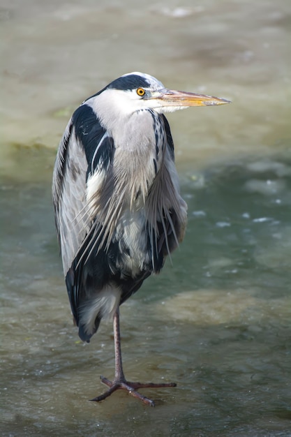 Grijze reiger staat op één been op de crisis