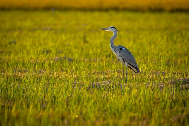 Foto grijze reiger tussen groene rijstvelden in het natuurpark albufera van valencia