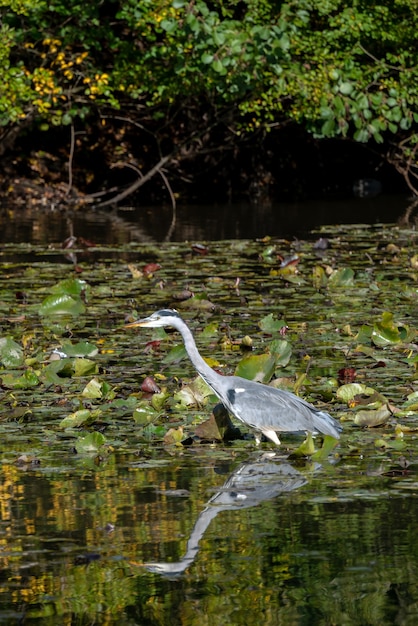 Grijze reiger waadt door een meer op zoek naar vis bij de waterlelies