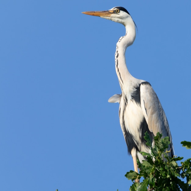 Grijze reiger zit op een eiken tak, op zoek naar prooi. Tegen de achtergrond van blauwe lucht. Detailopname.