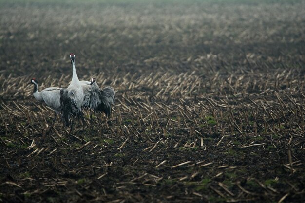 Foto grijze reigers lopen op het veld.