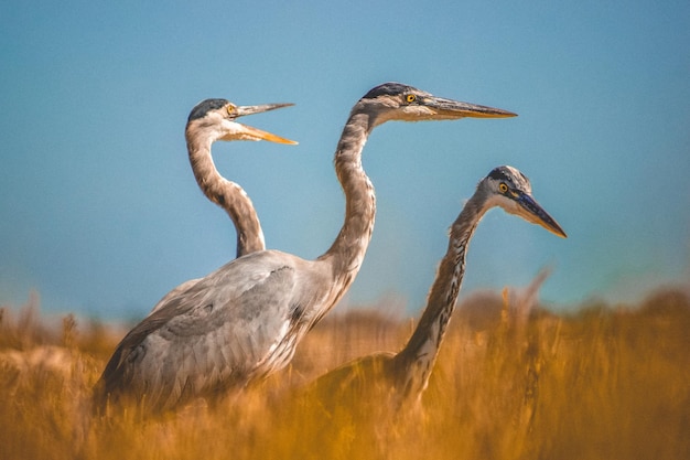 Grijze reigers op het veld tegen de lucht