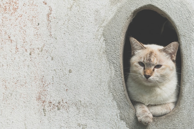 Grijze schattige kat speelplezier