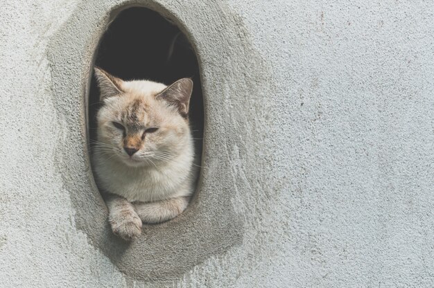 Grijze schattige kat speelplezier