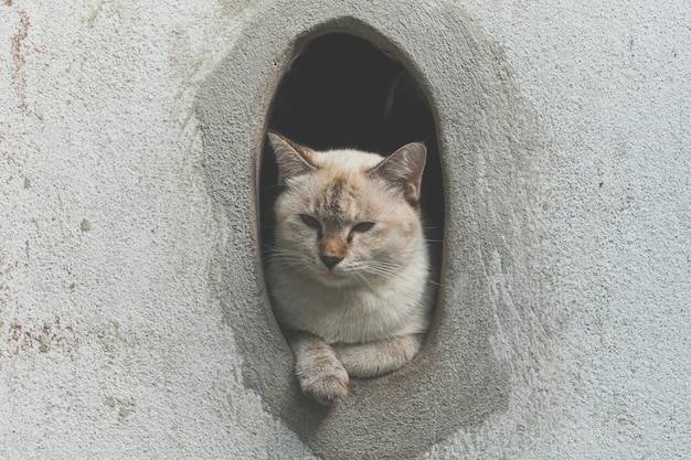 Grijze schattige kat speelplezier