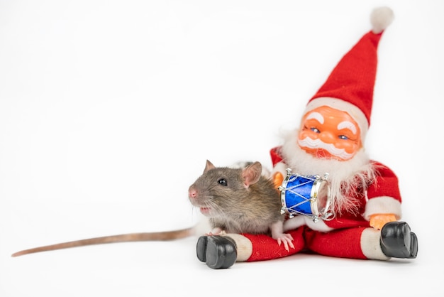 Grijze schattige rat op wit met kerstman isolator