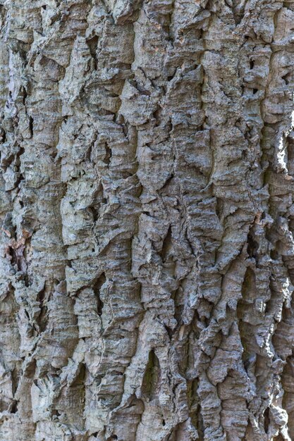 grijze schorstextuur van cork Amur