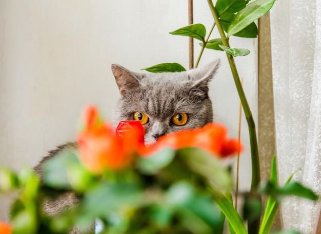 Grijze Schotse kat gluurt achter een bloem in een pot van huis vandaan
