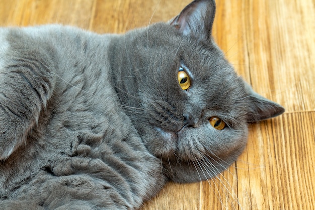 Grijze Schotse leuke kat met oranje ogen die op de vloer liggen