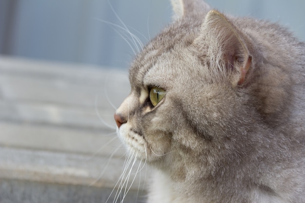 Grijze Schotse rechte kattenzitting buiten.