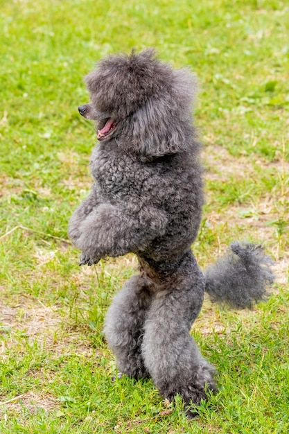 Grijze shaggy poedel staat op achterpoten in het park tijdens een wandeling, getrainde hond