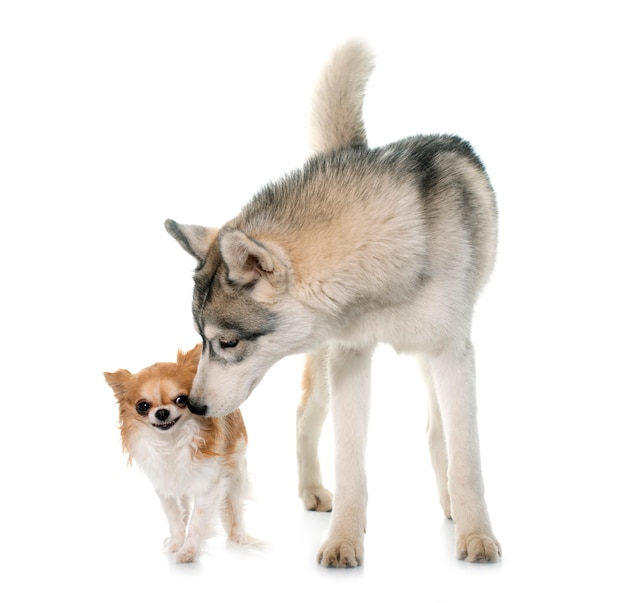 Grijze Siberische husky en chihuahua