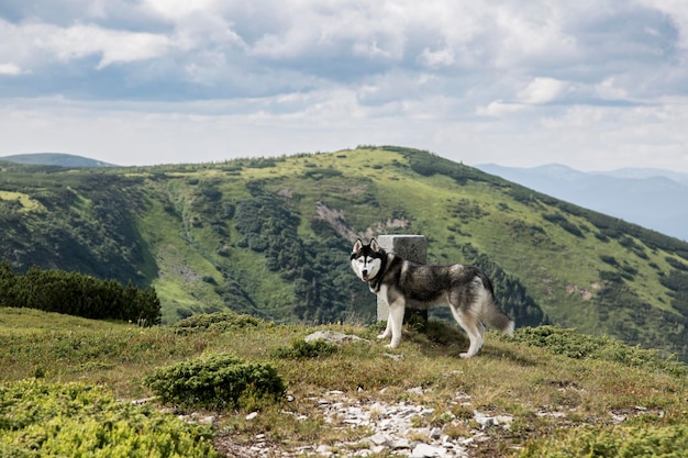 Grijze Siberische husky hond wandelen in de groene bergen Gorgany de Karpaten