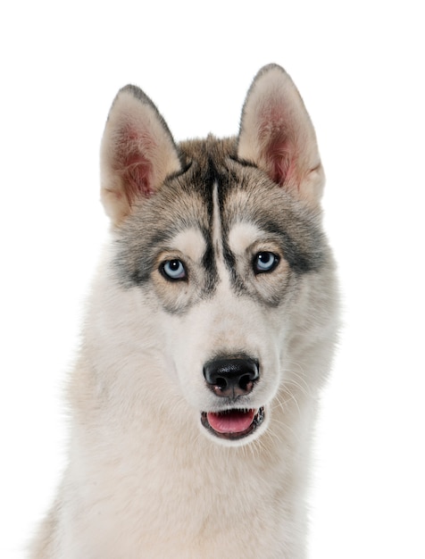 Grijze Siberische husky