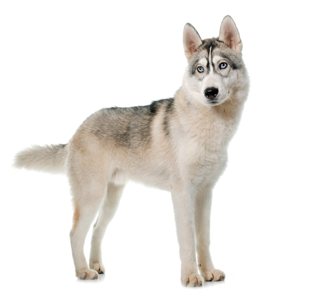 grijze Siberische husky