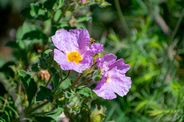 Grijze steenRose Cistus creticus