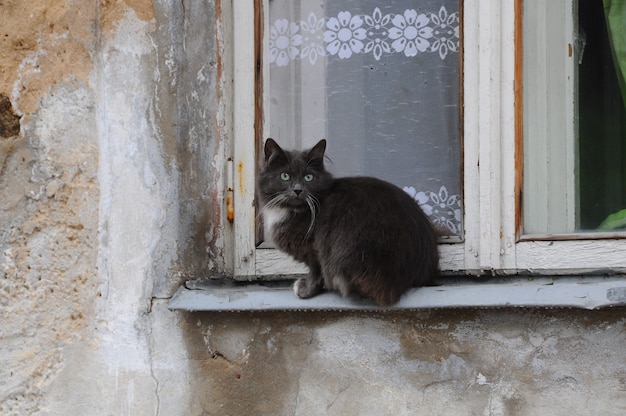 Grijze straatkat zit op de vensterbank. De kat rust bij het raam van een oud huis.