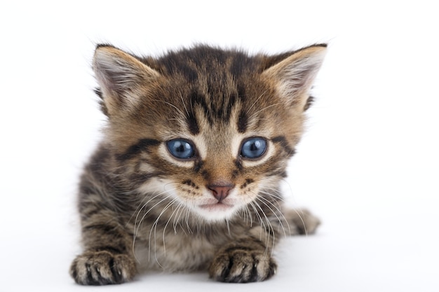 Grijze tabby kitten ligt op een witte achtergrond