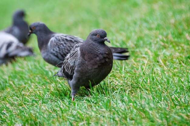 Grijze vogels duiven in het gras