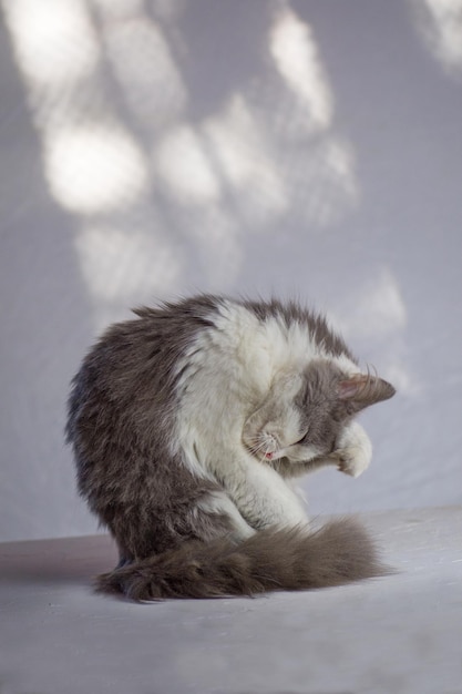 Grijze volwassen kat schaamt zich Schattige kat likt haar lichaam Grijze kat heeft poten over zijn gezicht