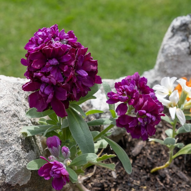 Grijze voorraad Matthiola incana groeit in een muur in Thurlestone Devon