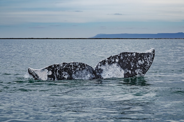 Grijze walvisstaart boven het wateroppervlak bij San Ignacio Lagoon in de Zee van Cortes, Baja California